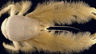 All the Alien-Looking Species Discovered by the Deep Sea Vehicle Alvin
